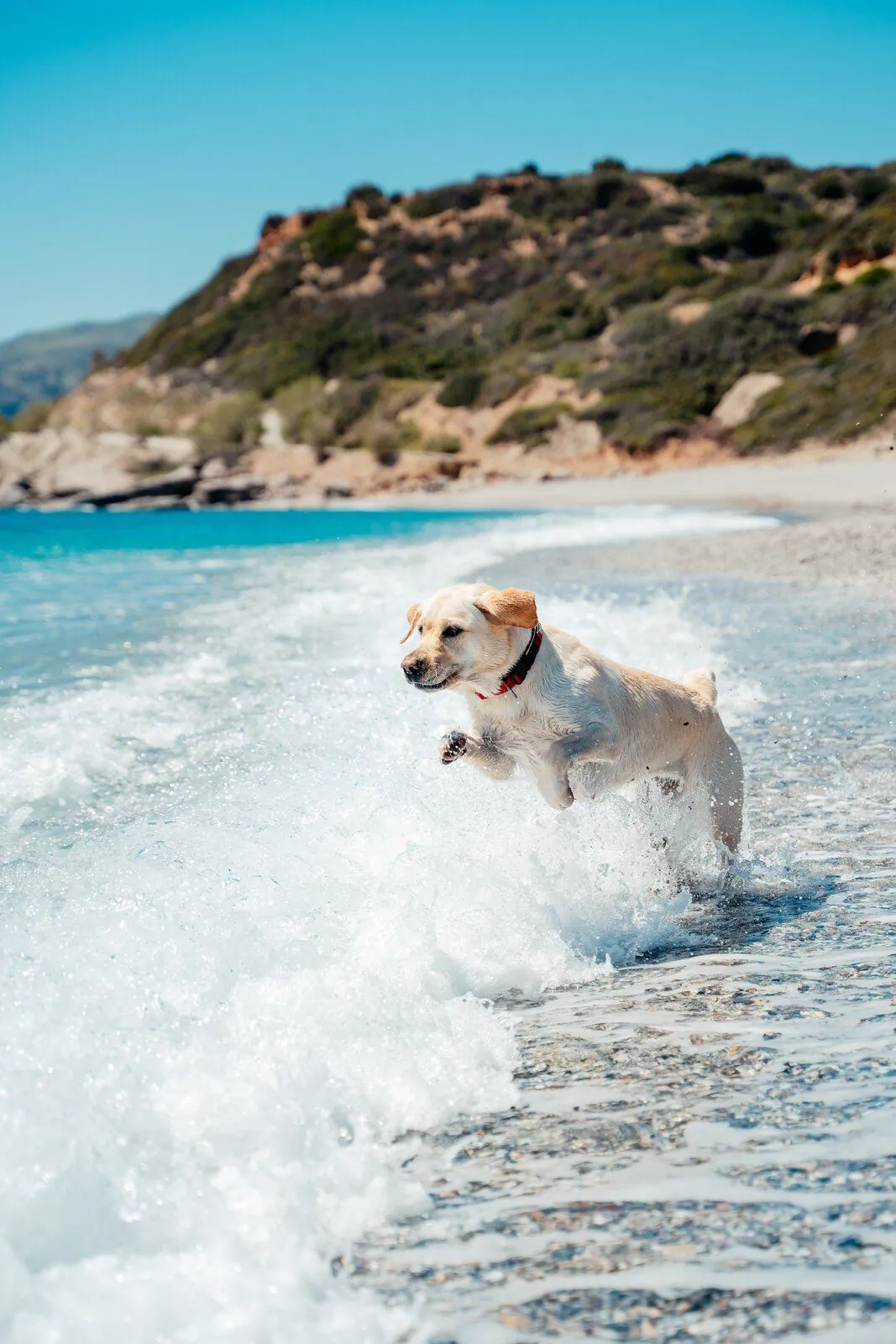 Einer der Hunde springt durch eine Welle