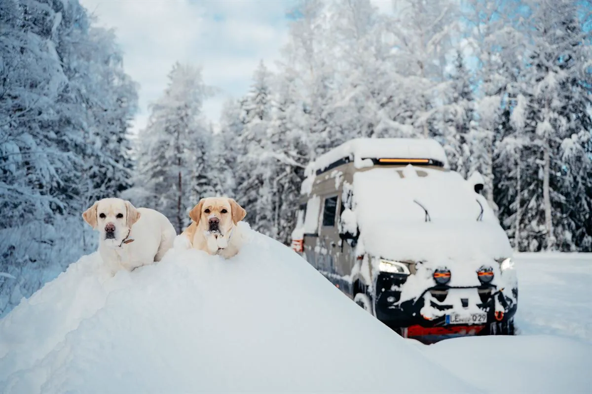 Die Hunde im Schnee, dahinter der Sprinter