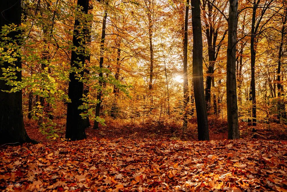 Herbstwald im Gegenlicht
